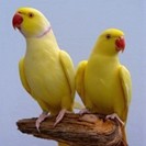 Yellow Ring Neck