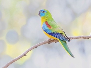 Turquoise male