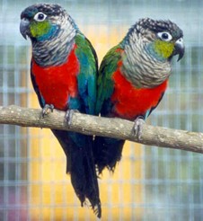 Crimson Bellied Conure