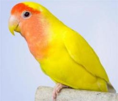 Lutino Love bird