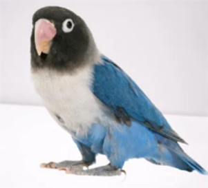 Blue masked love Bird