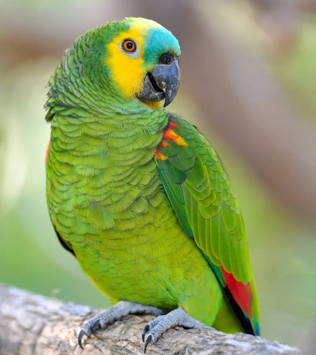 Blue fronted Amazon