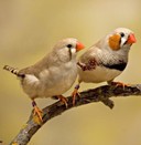 Fawn zebra finch