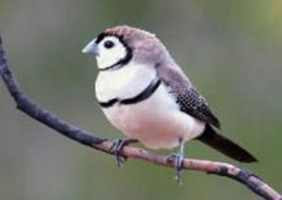 Owl finch