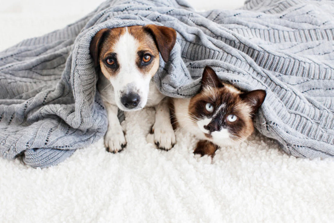 Tips to keep Pets safe in Summer