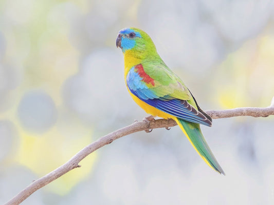 Turquoise with green female
