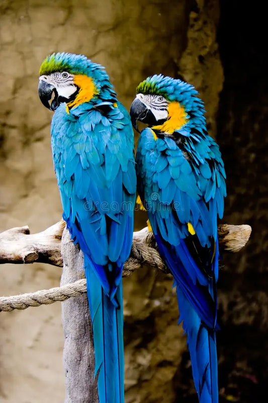 Blue and Gold Macaw