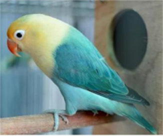 Parblue Opline Love Bird