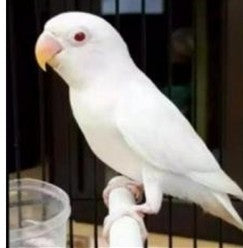 Albino love bird