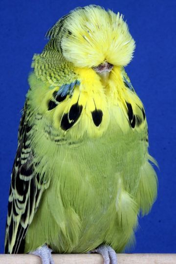 EXI Budgie Green