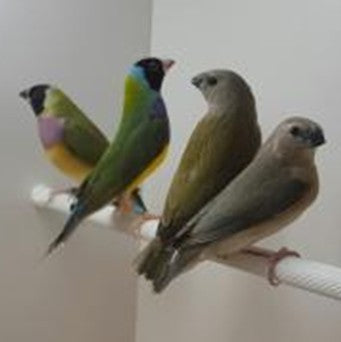 Common Gauldian chicks