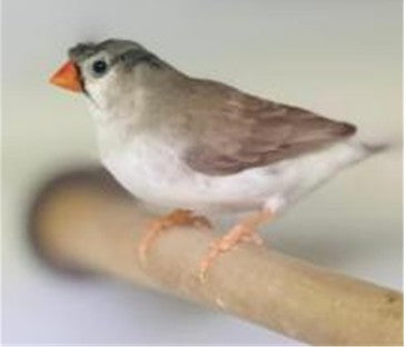 Exibition Crusted Finch