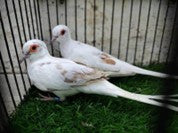 Red pied Dove ( young)