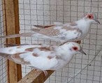 Red pied Dove ( Adult )