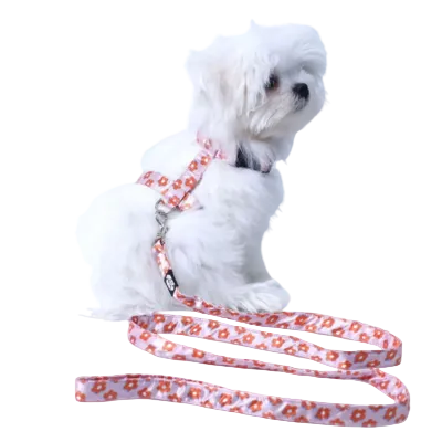 Cat collar with Leash