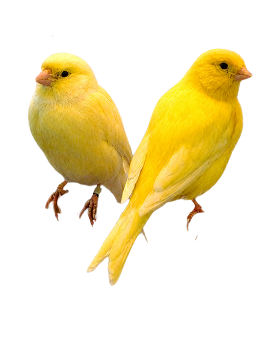 Live Canary Bird Pair ��� 2 Pet Ca