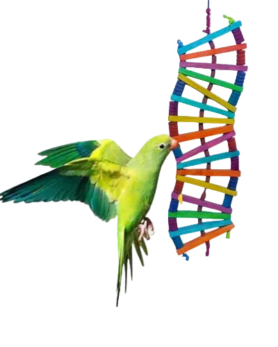 Bird Wooden Zig-Zag Ladder – 14 × 54 cm
