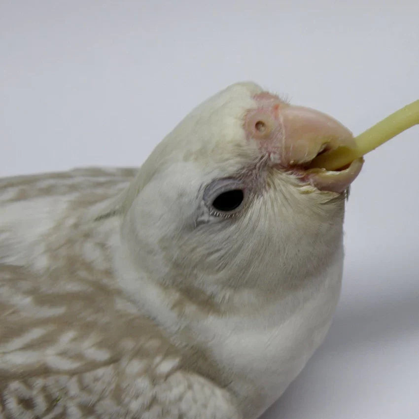 Feeding tube silicon for Birds