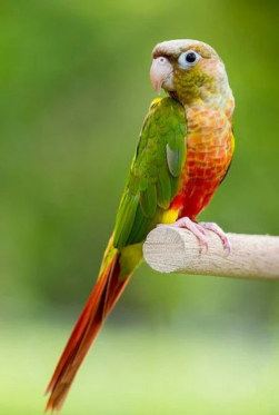 Live Pineapple Conure Chick ��� Green-Cheeked