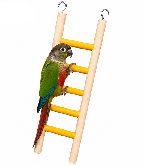 A green and red parrot perched on a wooden ladder toy with yellow horizontal bars, shown against a white background with a Petsmart logo and contact information.