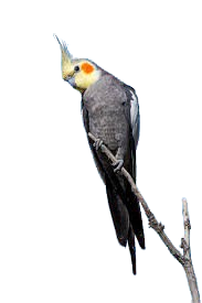 Live Grey Cockatiel Bird