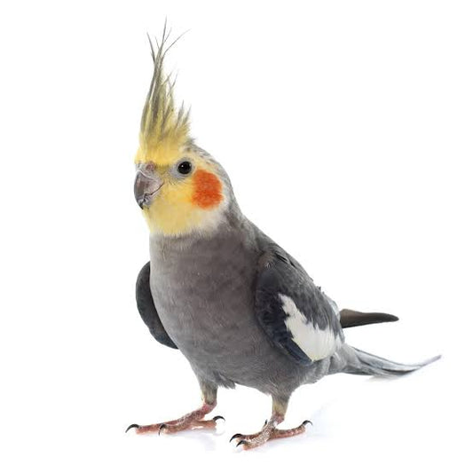 Live Grey Cockatiel Bird