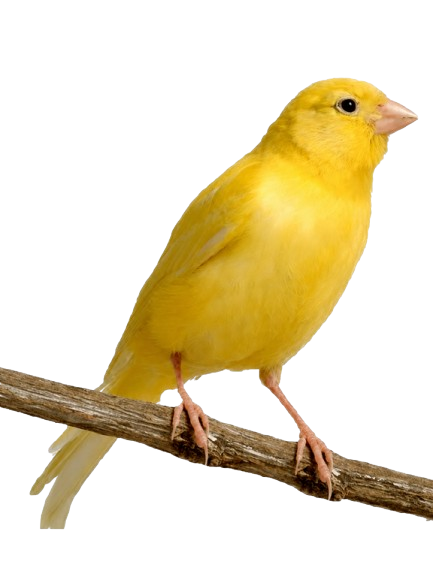 Live Canary Bird Pair ��� 2 Pet Ca
