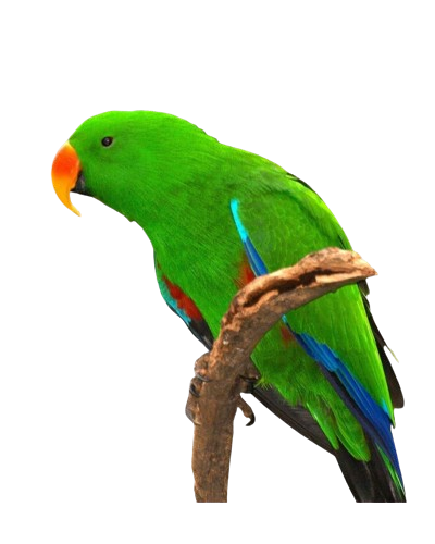 Live Male Eclectus Parrot