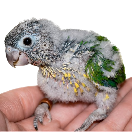Live Pineapple Conure Chick ��� Green-Cheeked
