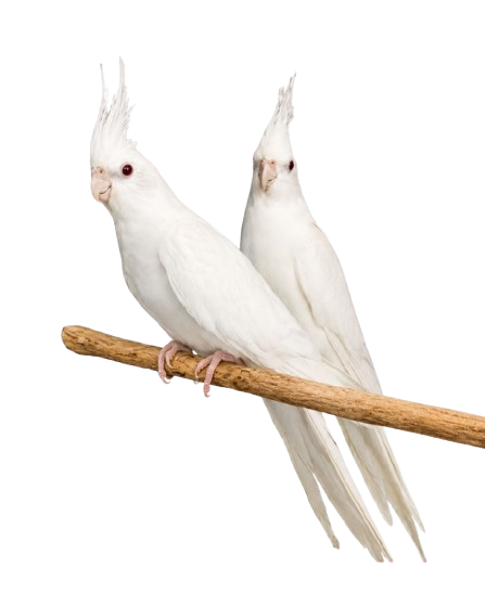 Live White Cockatiel Bird