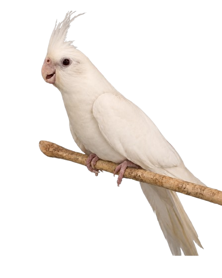 Live White Cockatiel Bird