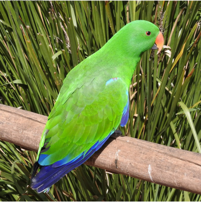 live-male-eclectus-parrot-main