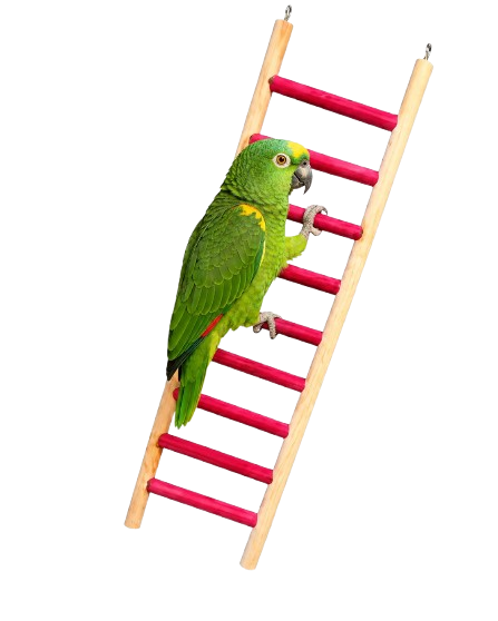 Nine Step Hanging Wooden Bird Ladder 12 42Cm
