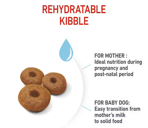 Royal Canin Maxi Starter Mother Babydog Large Breed Dog Food 15Kg
